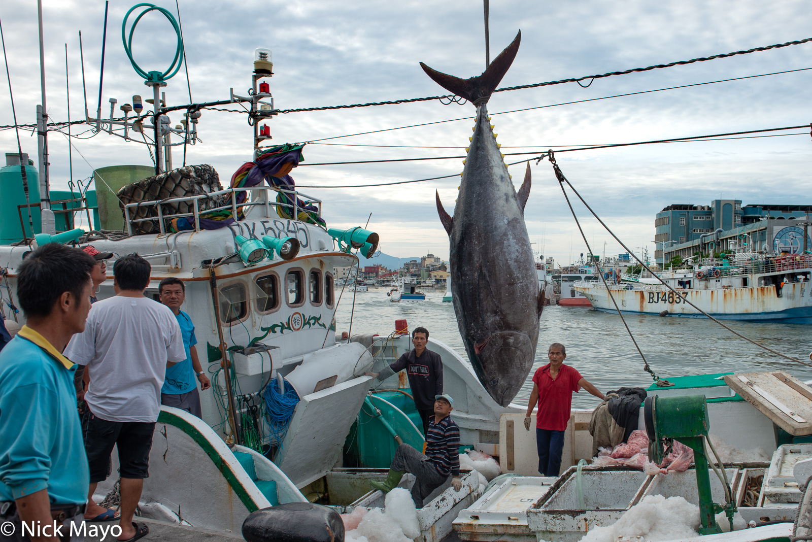 A large yellow fin tuna being unloaded from a fishing boat in Donggang harbour.