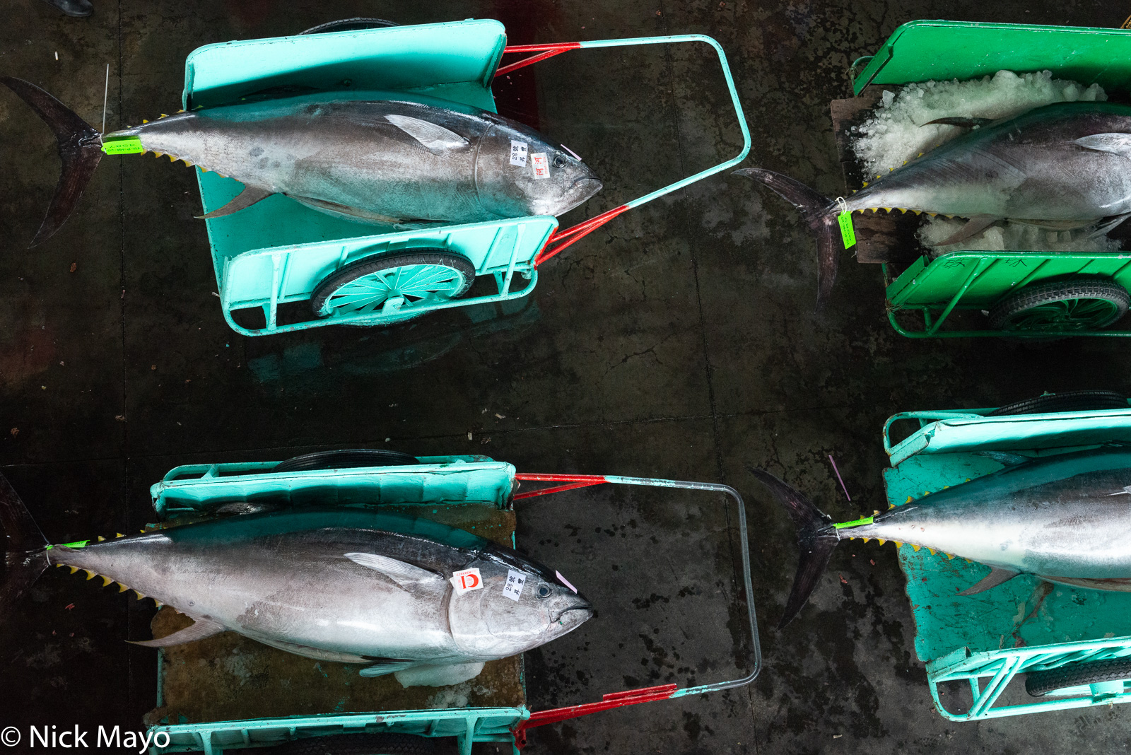 Freshly landed tuna on carts at Donggang fishing harbour.