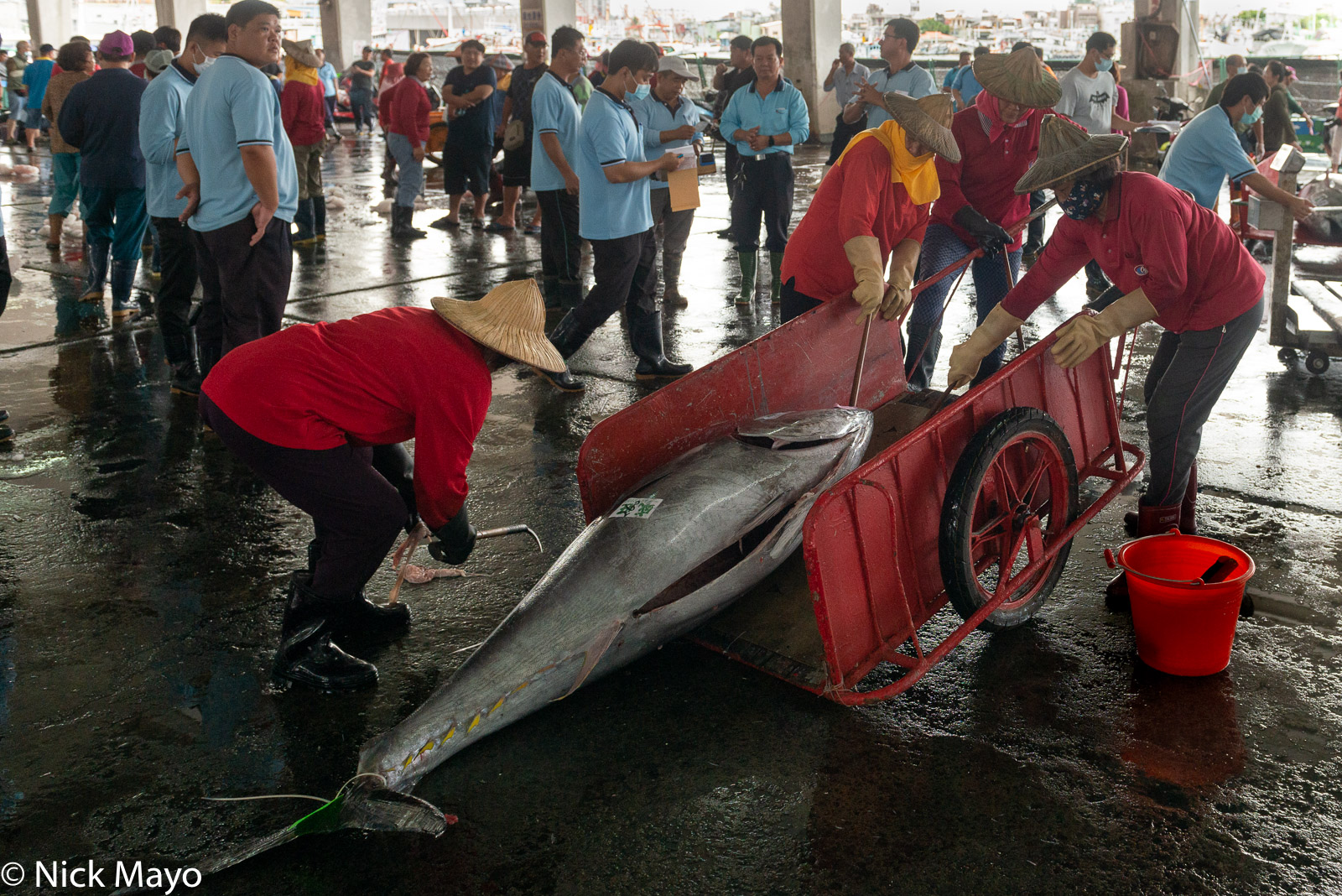 A tuna being dragged onto a cart at Donggang fishing harbour.