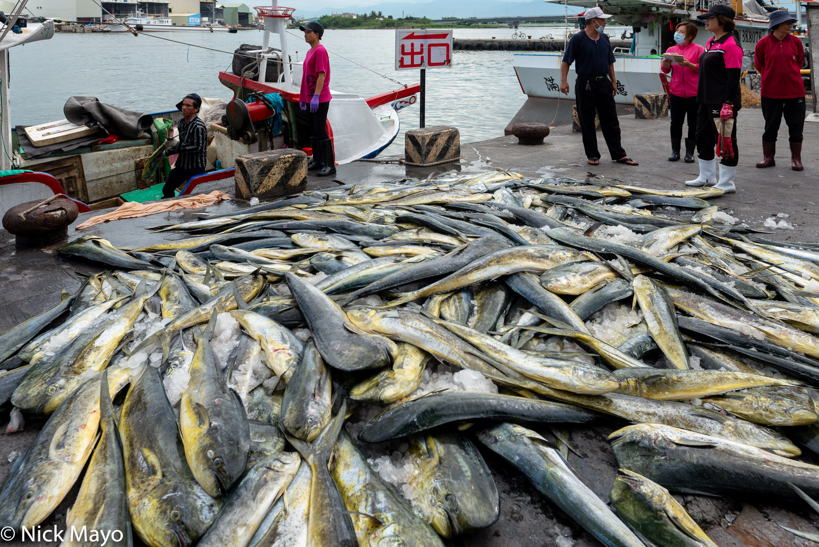 Unloading mahi-mahi at Donggang fishing harbour.