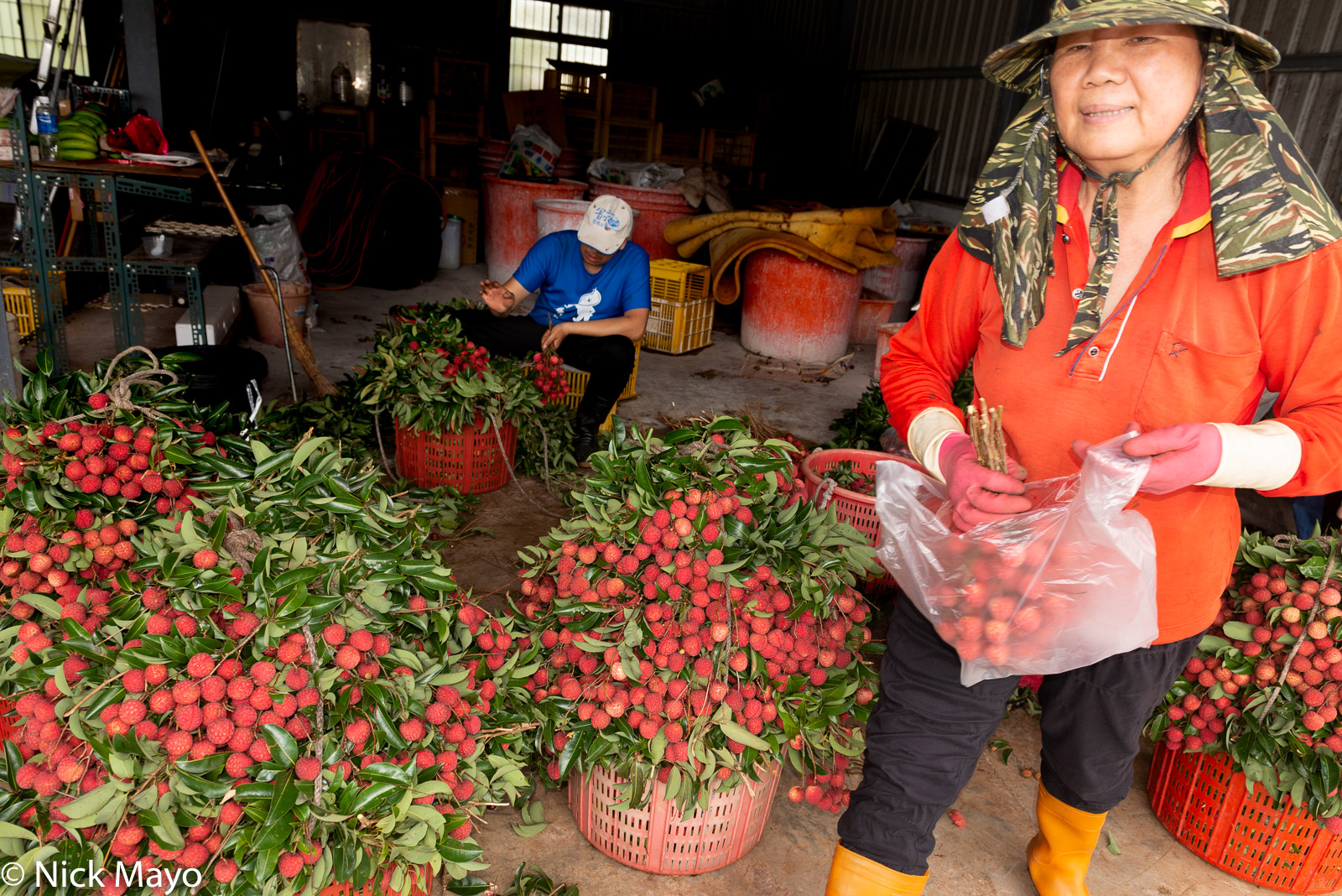 Lychee farmers processing their recently harvested crop at Fanlu in Chaiyi County.