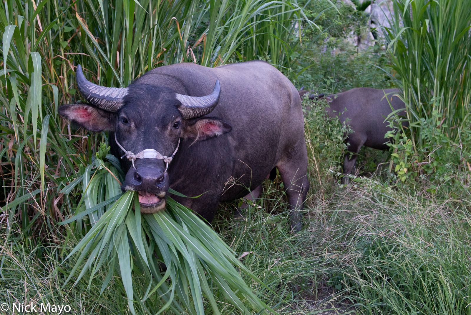 Water buffalo with a mouthful of grass at Qimei village in Hualien County.