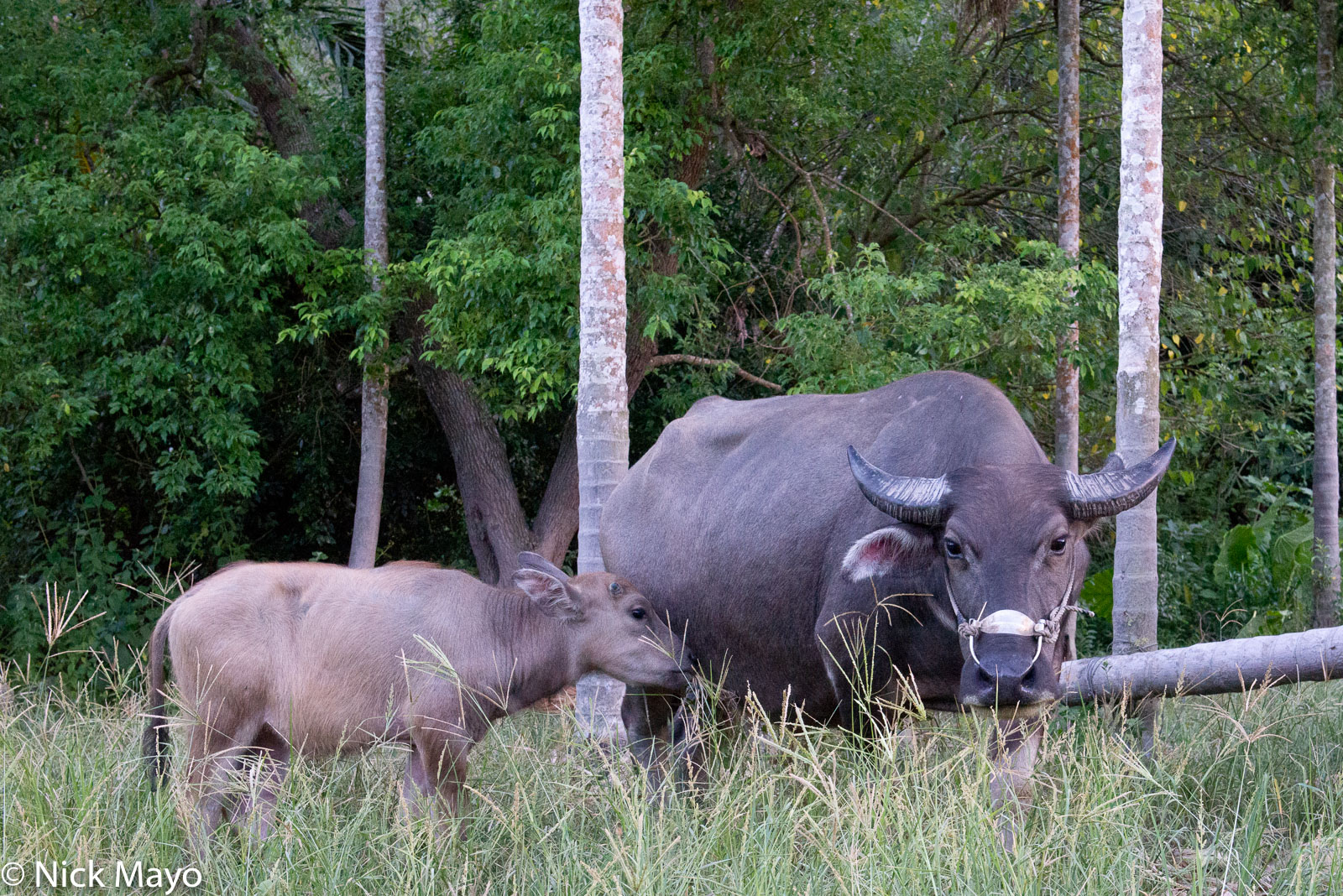 Water buffalo with her calf at Qimei village in Hualien County.