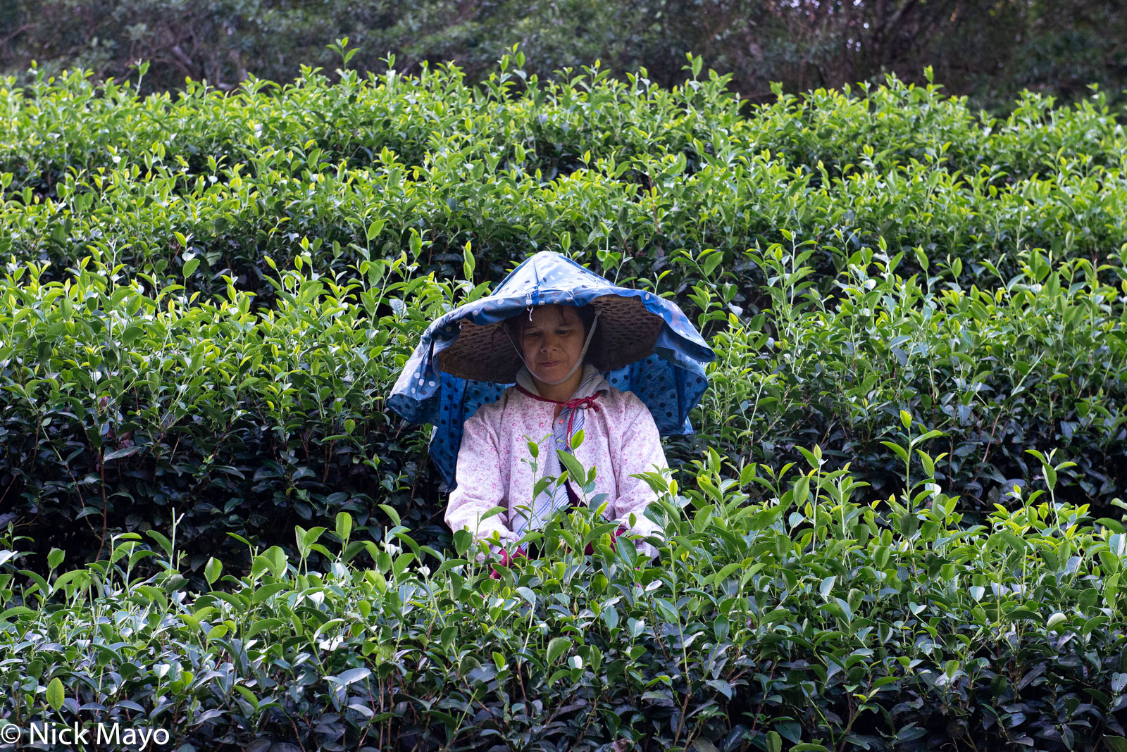 A tea picker at work harvesting in the Beishi river valley above Pinglin.