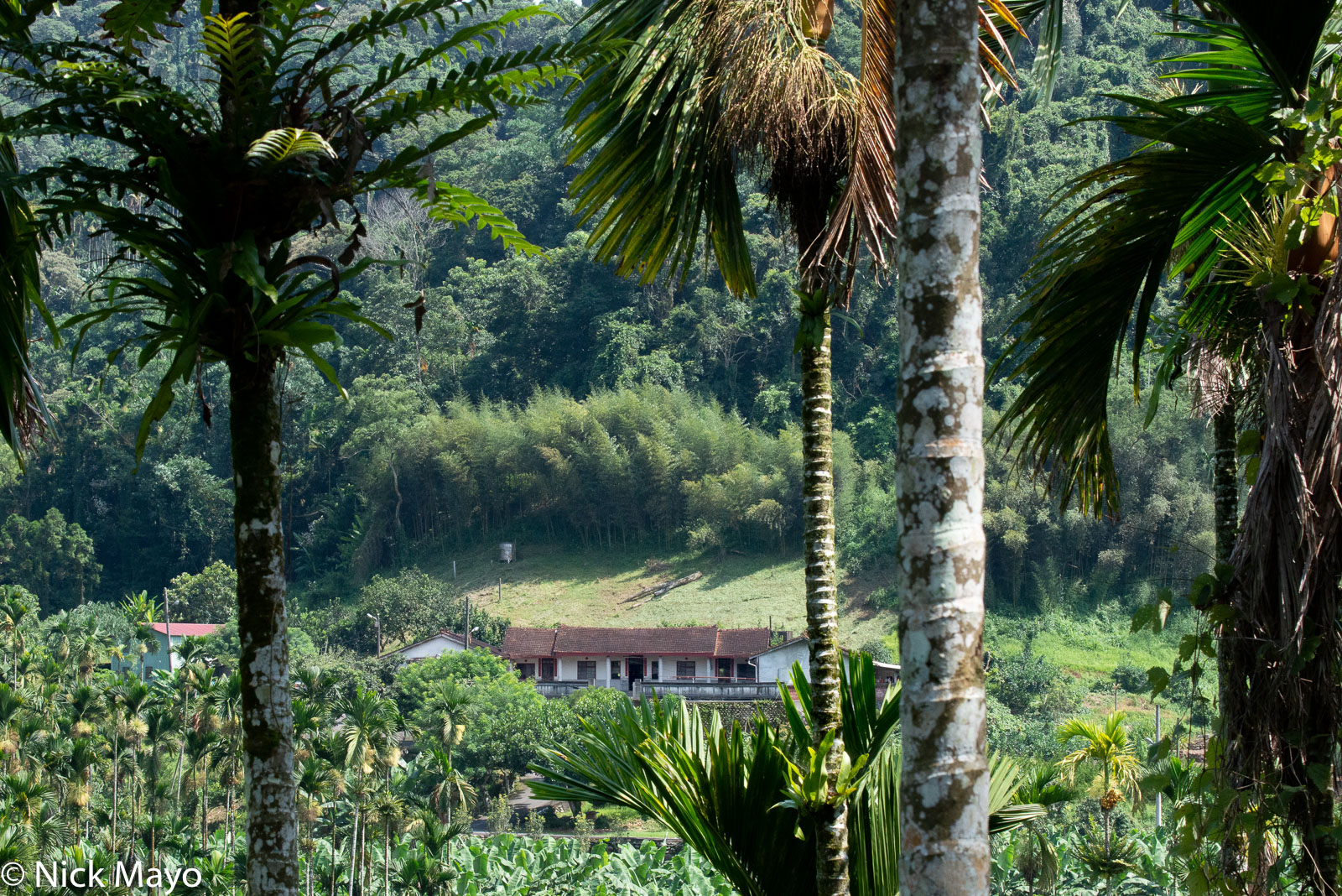 A traditional farmhouse seen behind betel trees at Lugu in Nantou County.