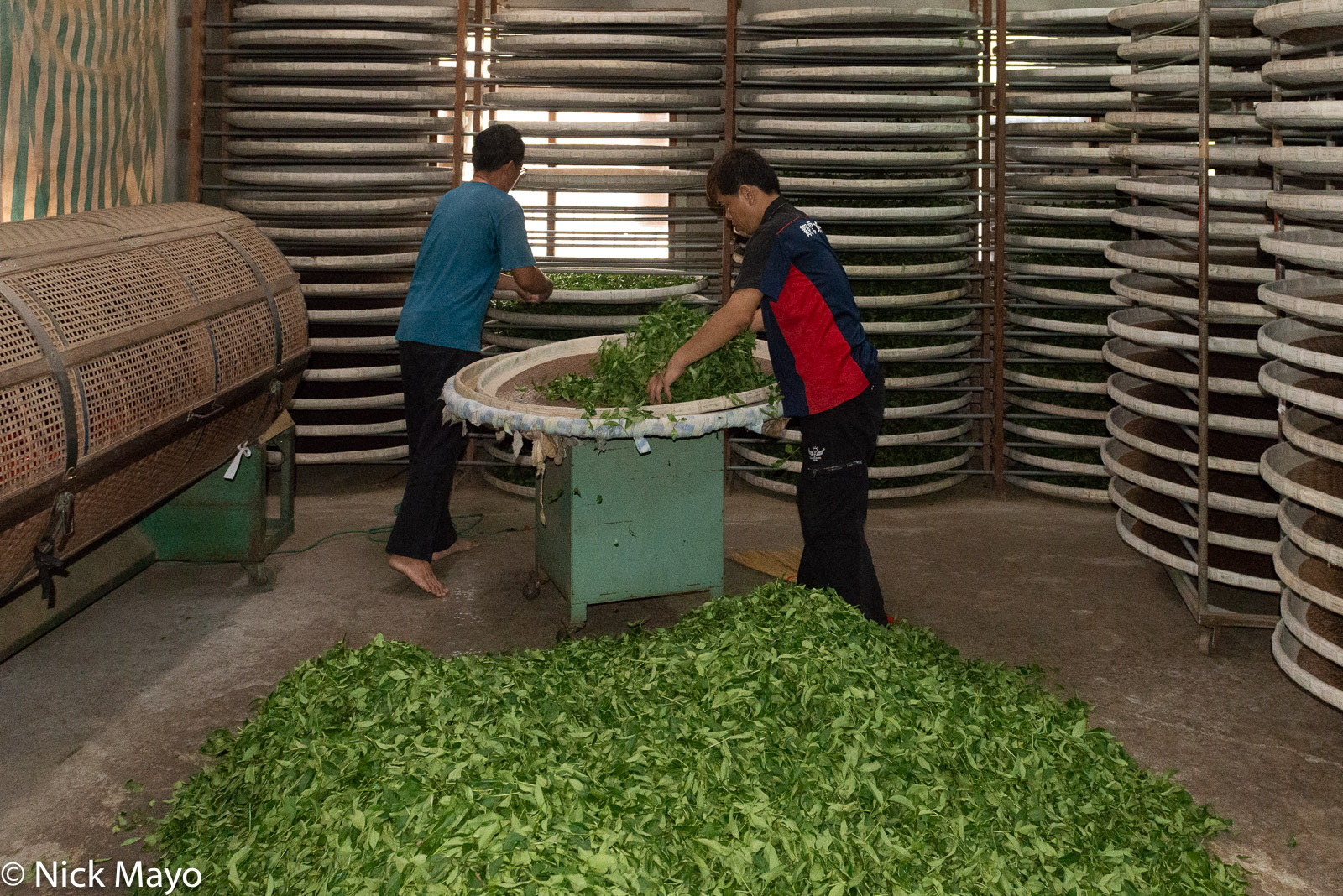 Freshly picked tea leaves being placed on trays in a drying shed in the Nantou County village of Yenshan.