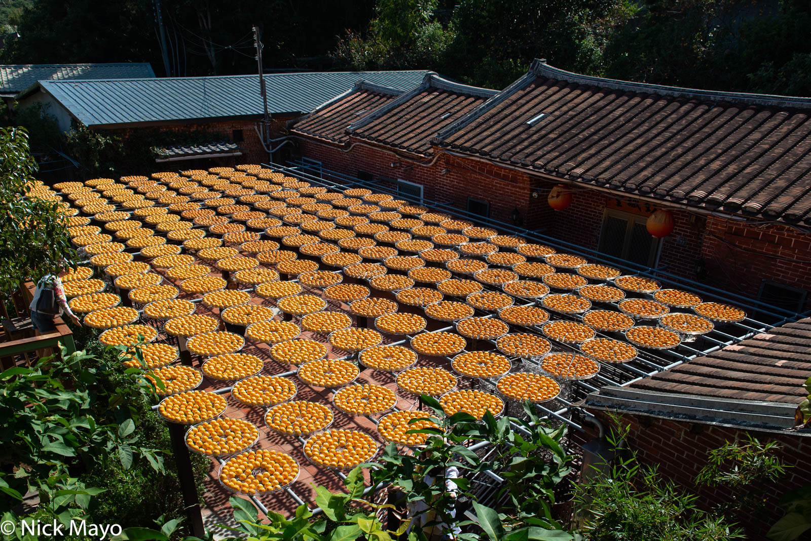 Trays of persimmons drying in a farmhouse courtyard near Xinpu in Hsinchu County.