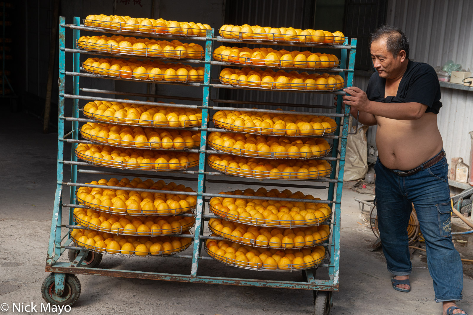 A worker hauling fruit in the drying room of a persimmon farm near Xinpu in Hsinchu County.