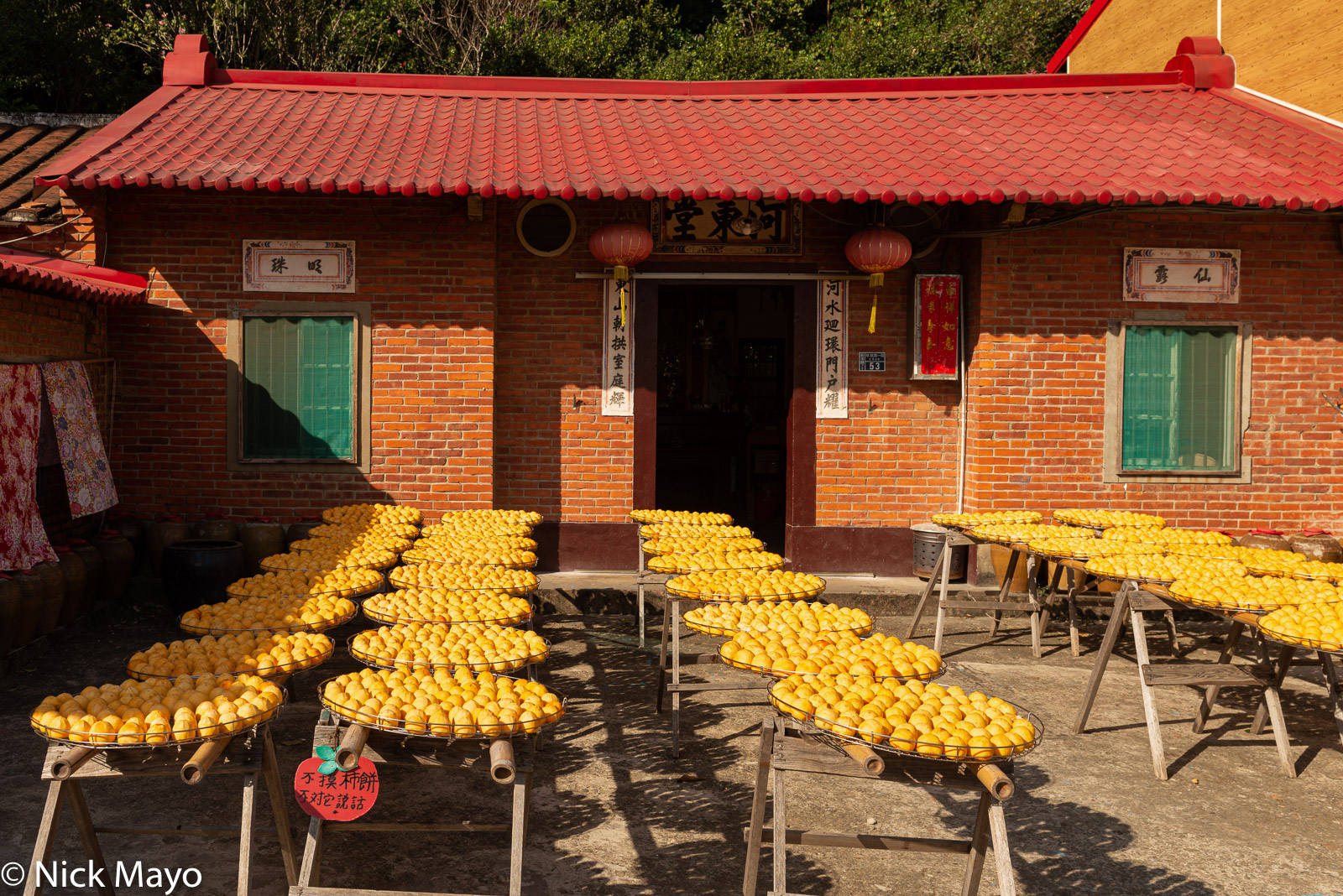 Persimmons drying in a farmhouse courtyard near Xinpu in Hsinchu County.