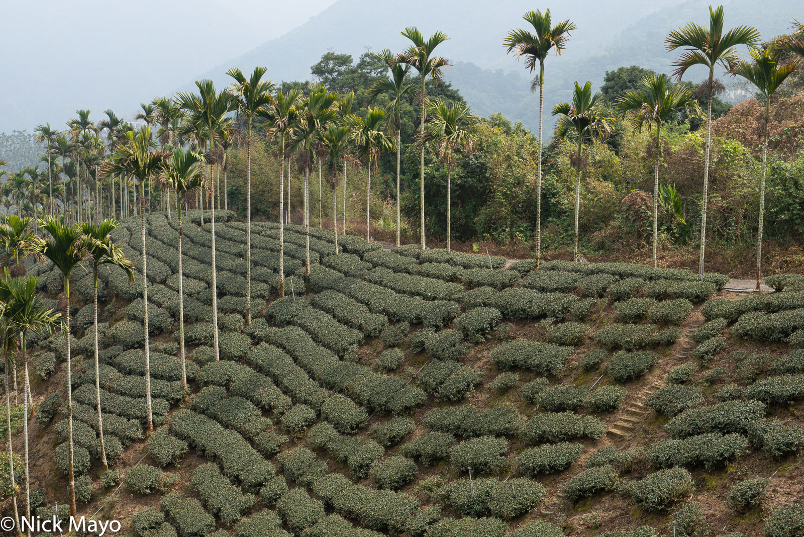 A tea field and betel trees at Liyuanliao in Chiayi County.