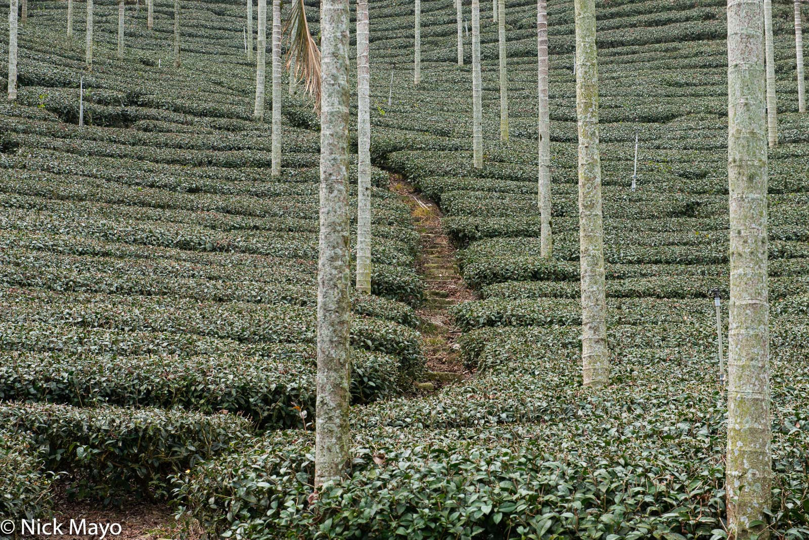 A path through a field of tea and betel trees at Liyuanliao in Chiayi County.