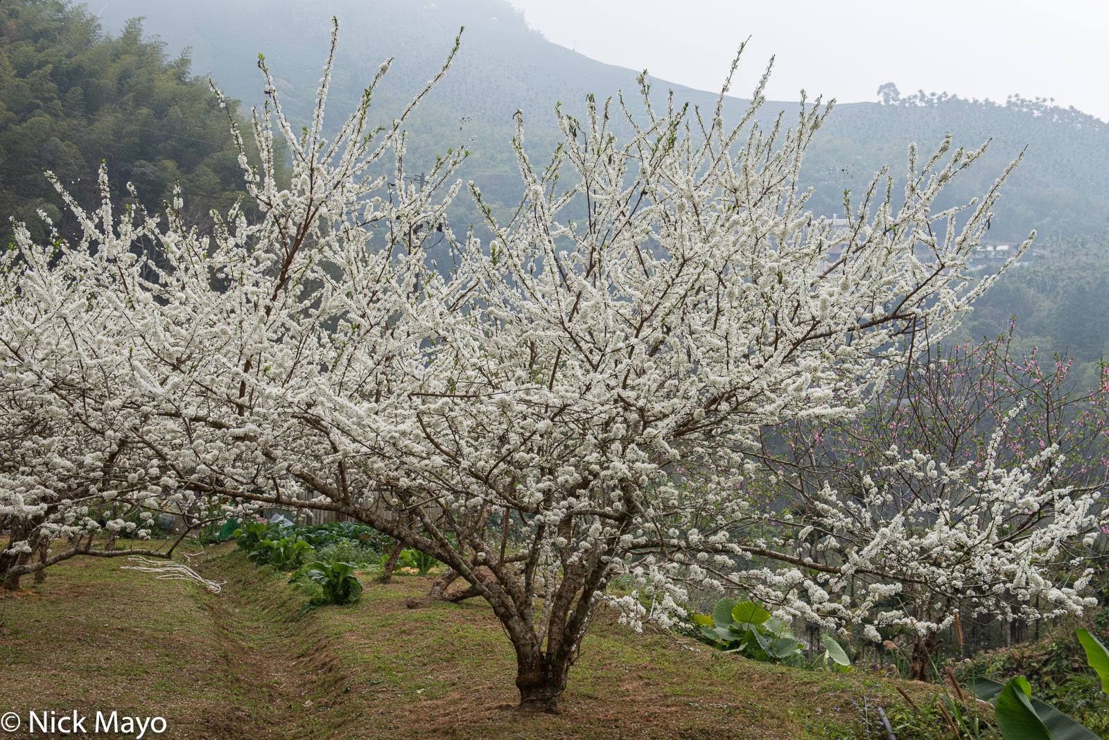 A pear tree in blossom at Jiaoliping in Chiayi County.