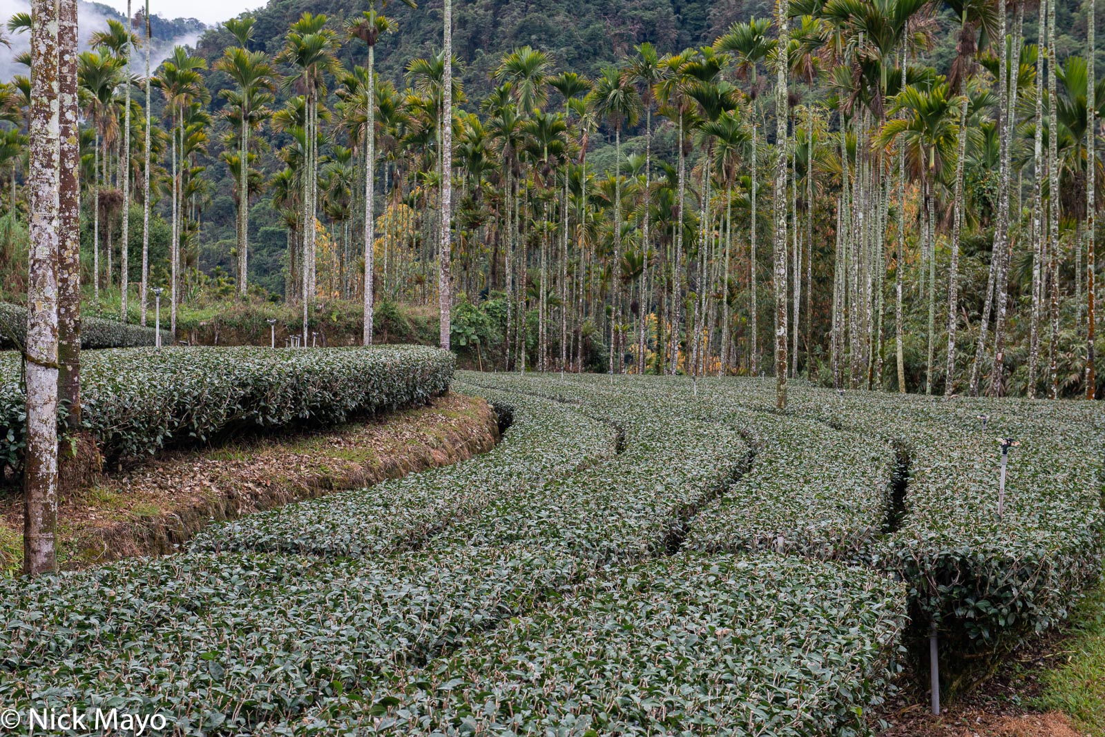 A tea field and betel trees at Zhukeng in Chiayi County.