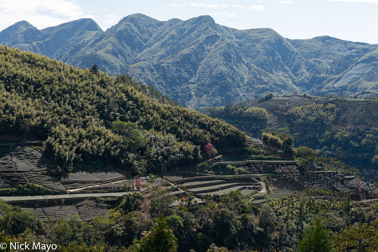 Tea fields and bamboo at Ruifeng in Chiayi County.