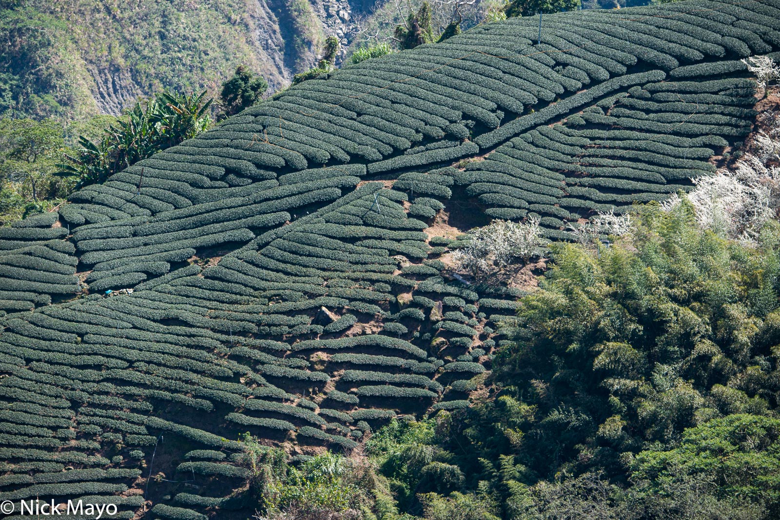 A tea field planted along a ridge near Tai He in Chiayi County.