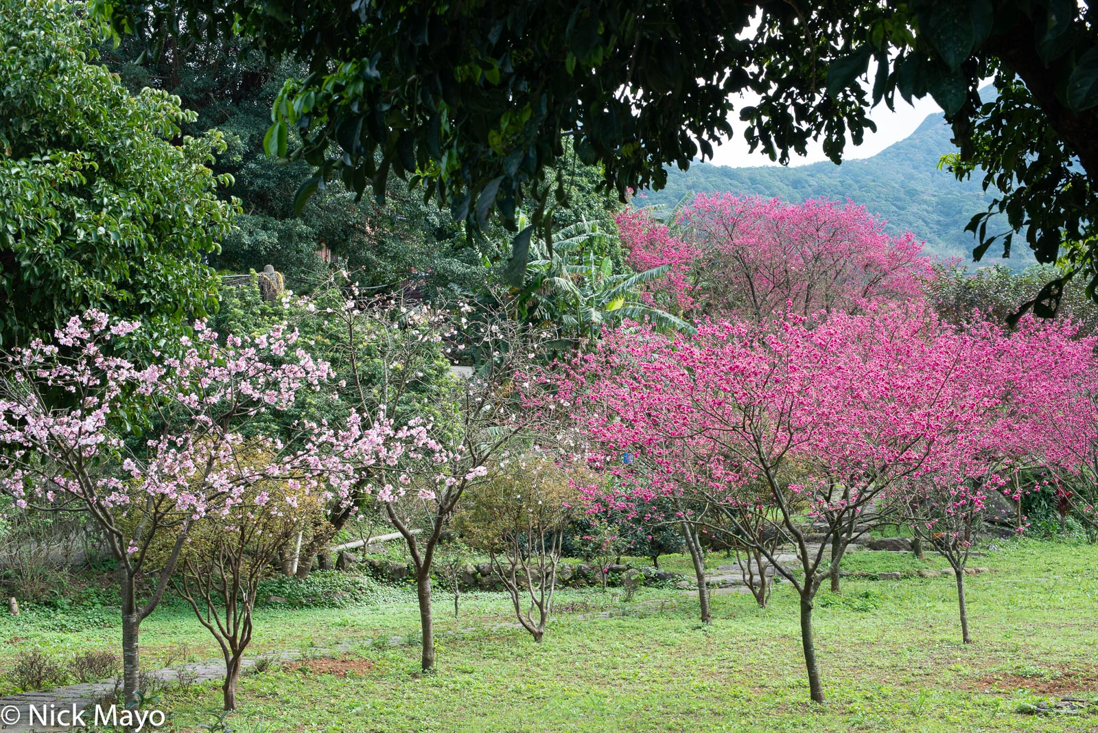 Two varieties of cherry trees at Beixinzhuang.