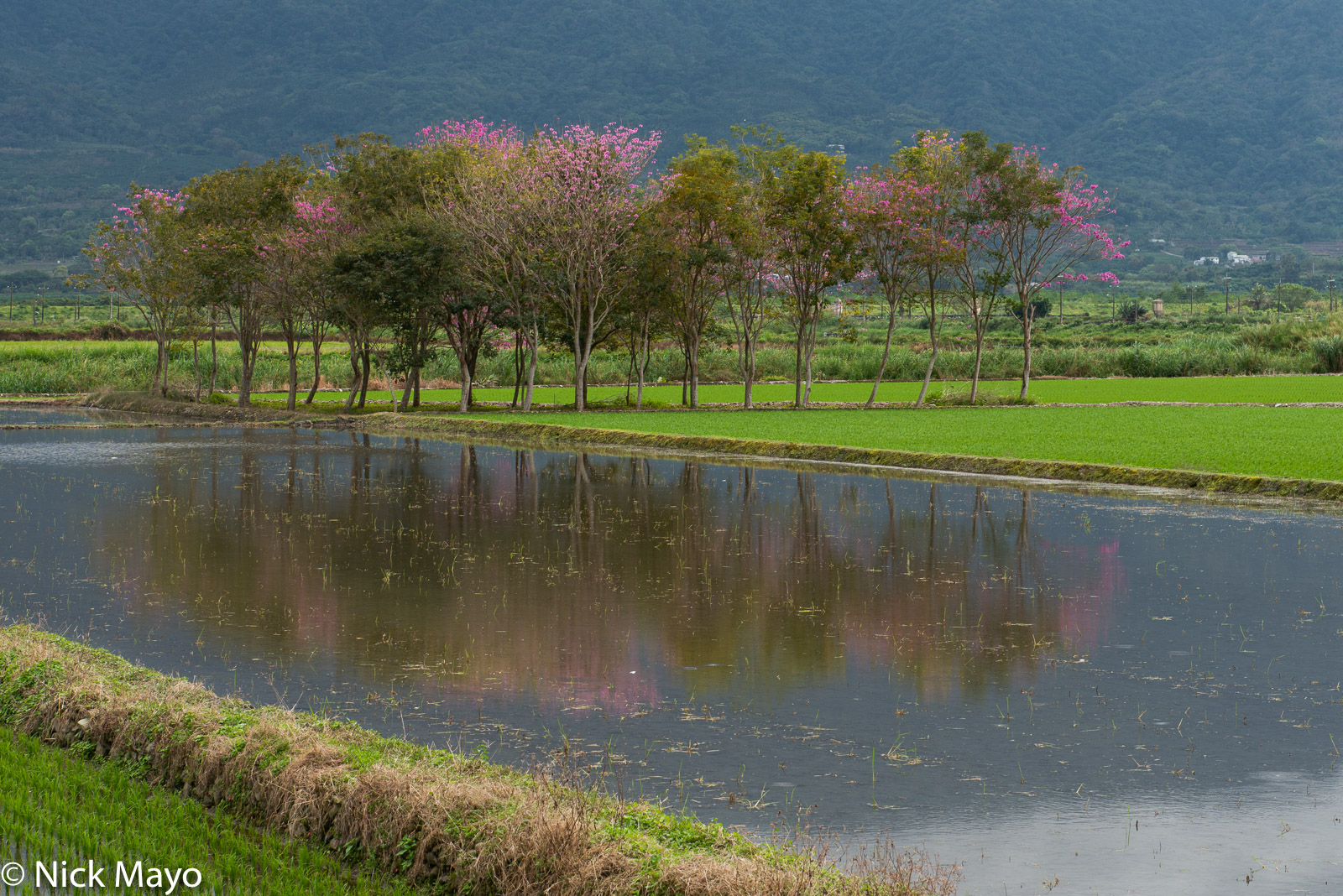 Blossoming cherry trees reflected in a flooded field at Ruisui in Hualien County.