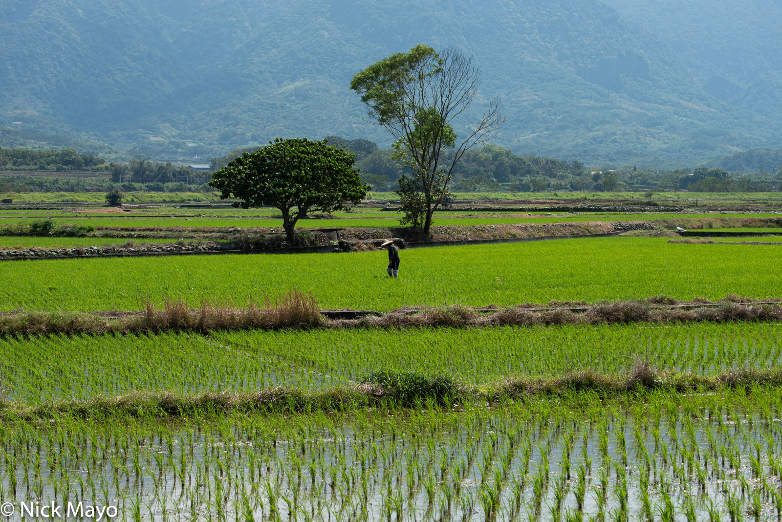 East Coast, Paddy, Taiwan, Agriculture