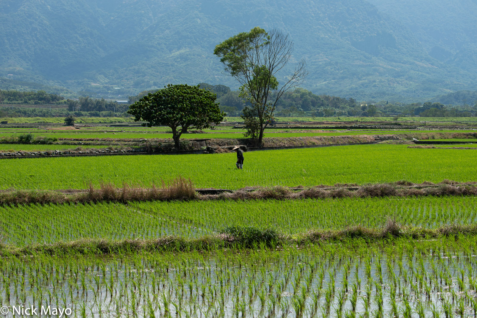 A farmer in his newly planted paddy rice fields at Ruisui in Hualien County.