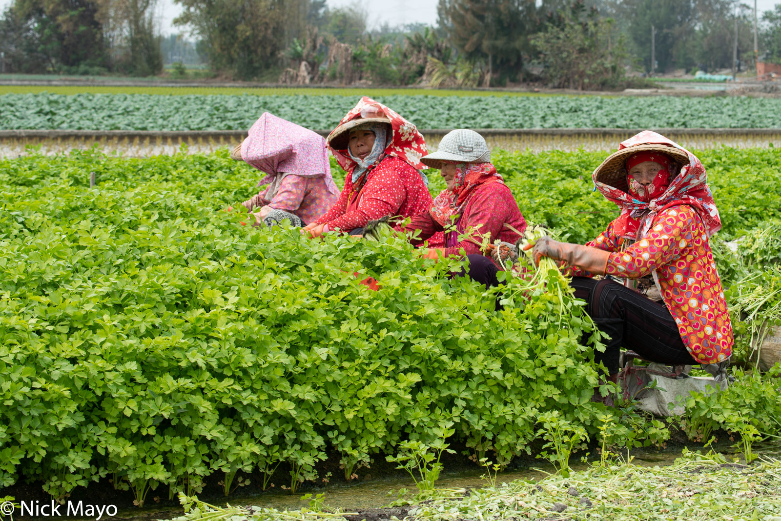 Four women harvesting celery in the Mailiao district of Yunlin County.