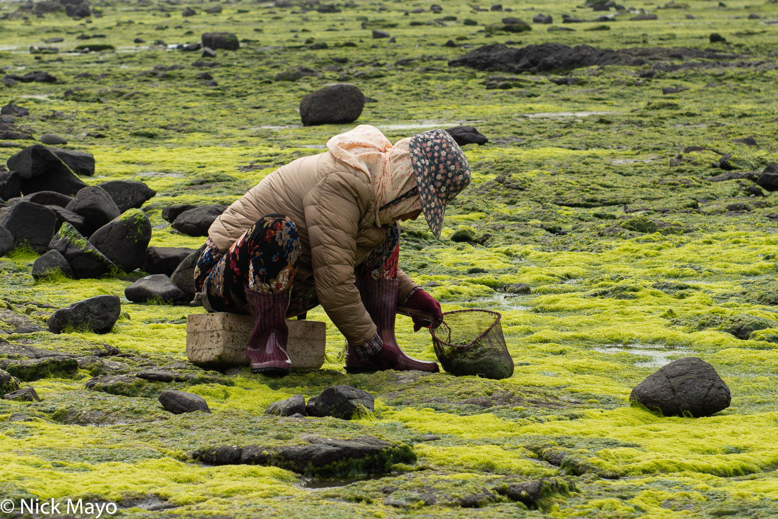 A woman havesting seaweed at Chidong on Xiyu.