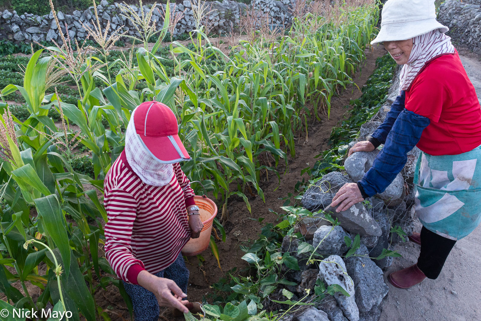 A farmer inspecting her crops of beans and corn in a coral walled field on Wangan.
