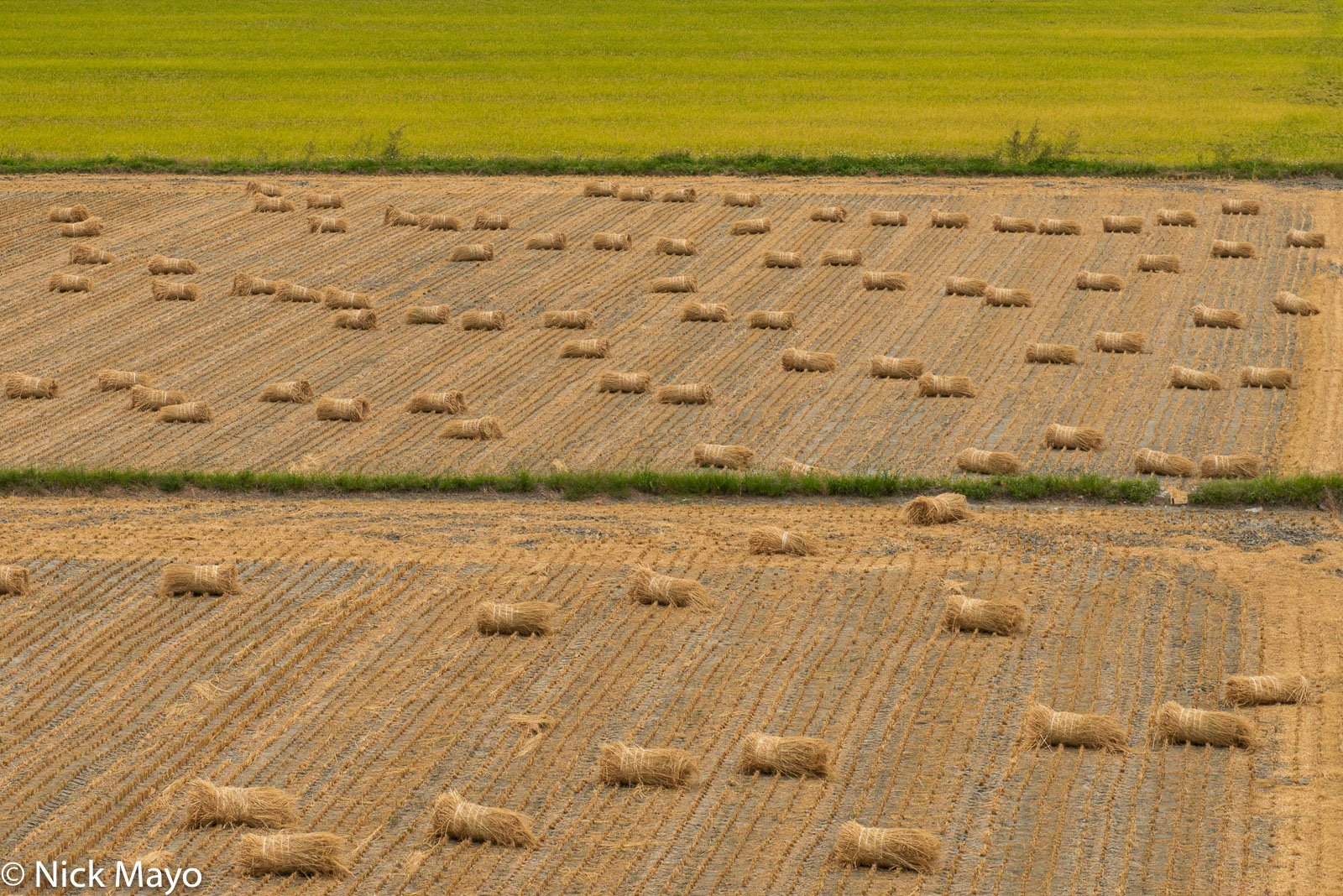 Baled rice straw in dry paddy fields at Haiduan in Taitung County.