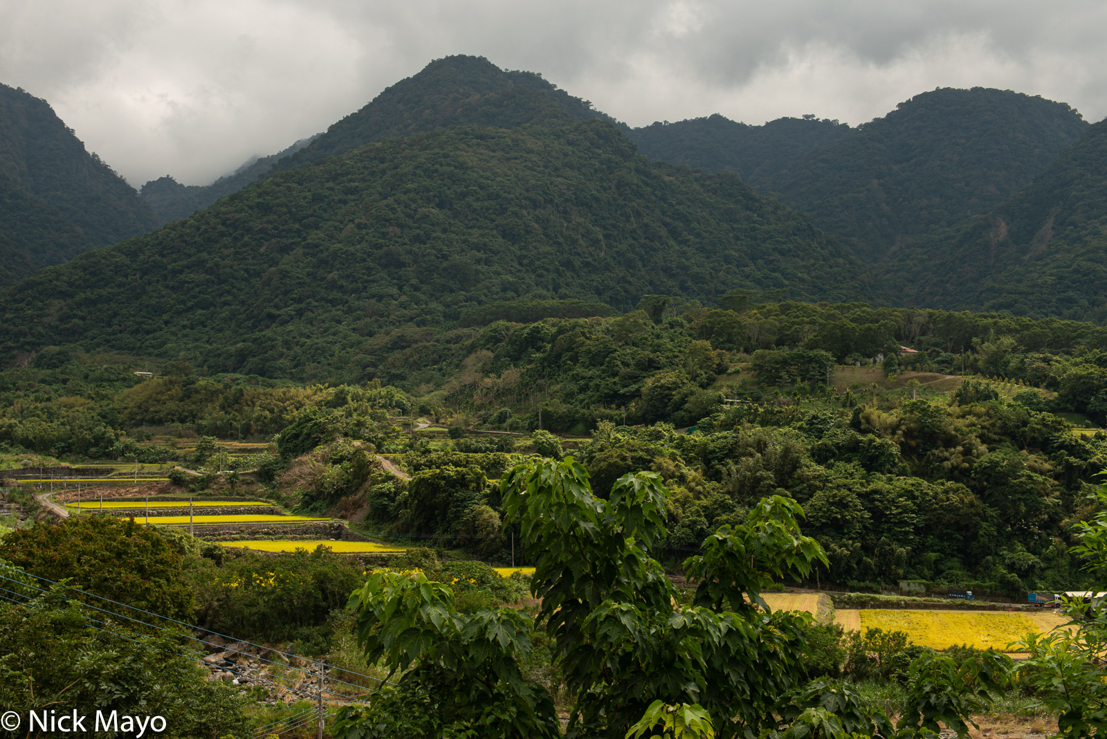 Terraced paddy rice fields just before harvesting at Fuli in Hualien County.