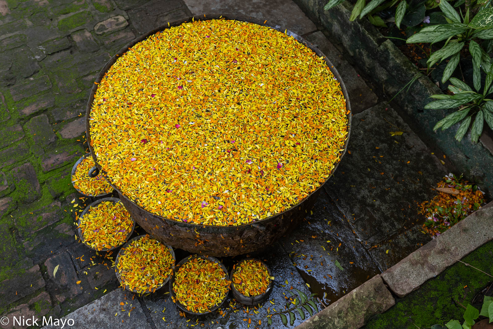 Petals floating in a bowl of water at the Ahliya Fort hotel in Maheshwar.