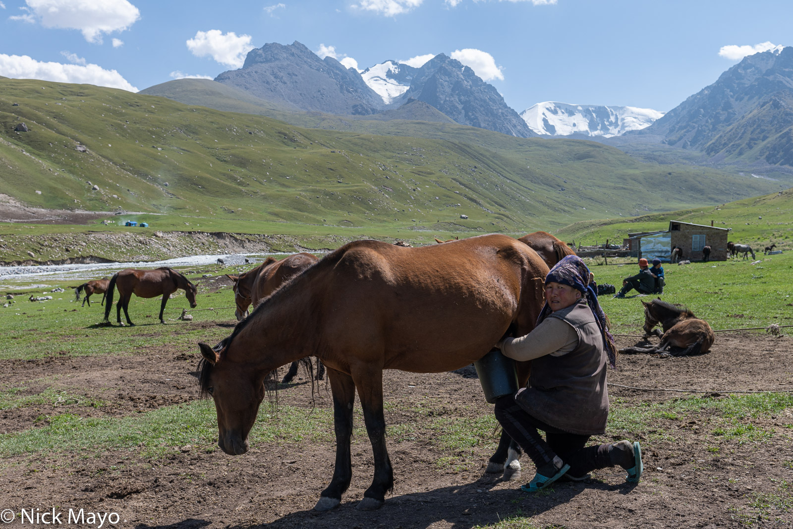 A woman milking a horse at Temir-Kanat.