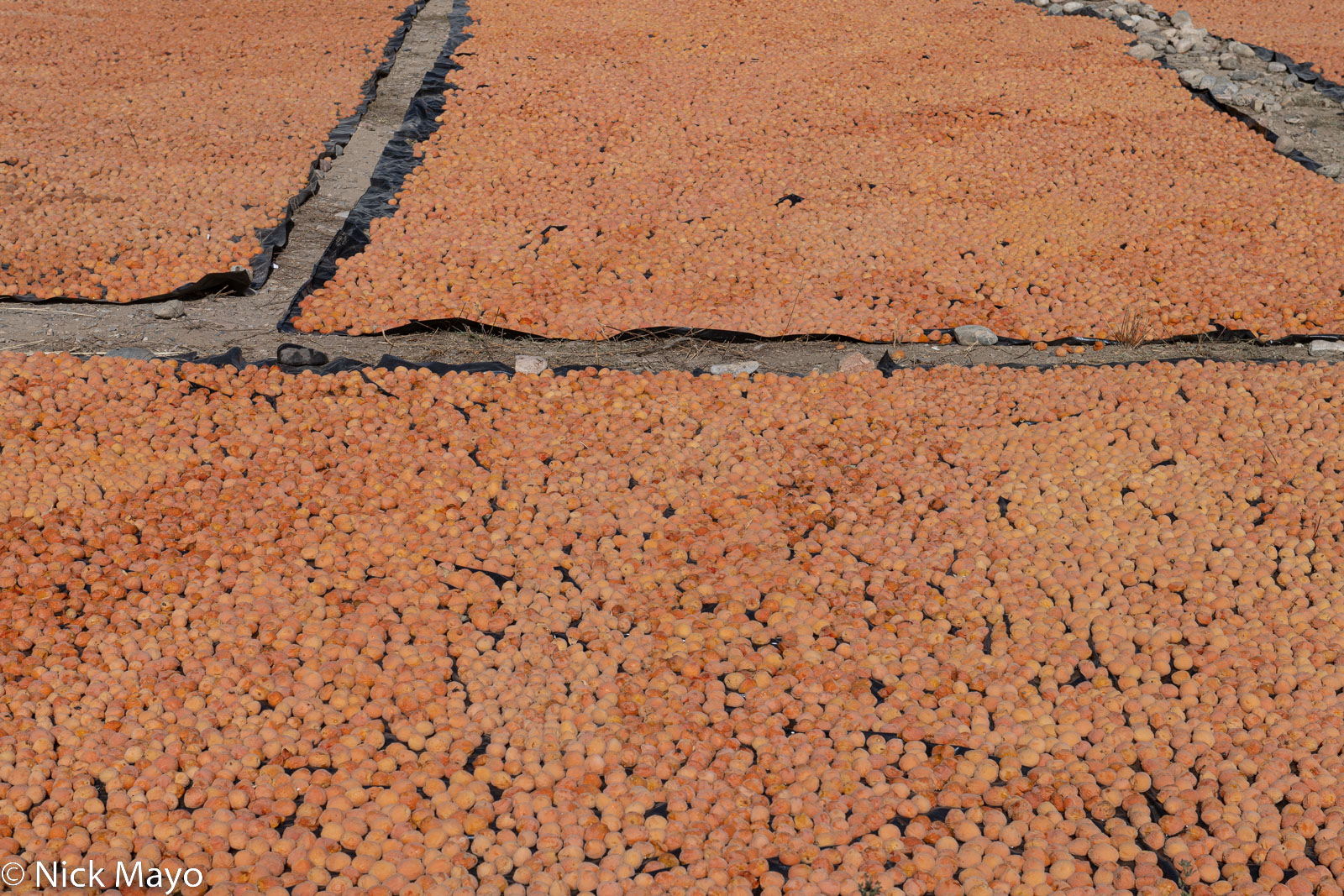 Apricots drying in the village of Kara-Talaa.