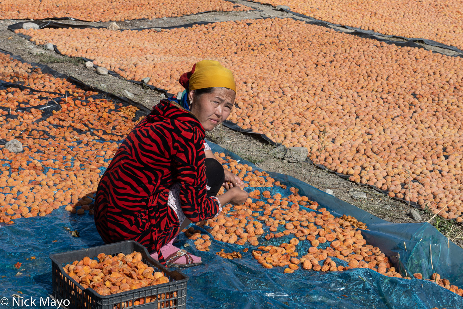 A woman sorting dried apricots in the village of Kara-Talaa.