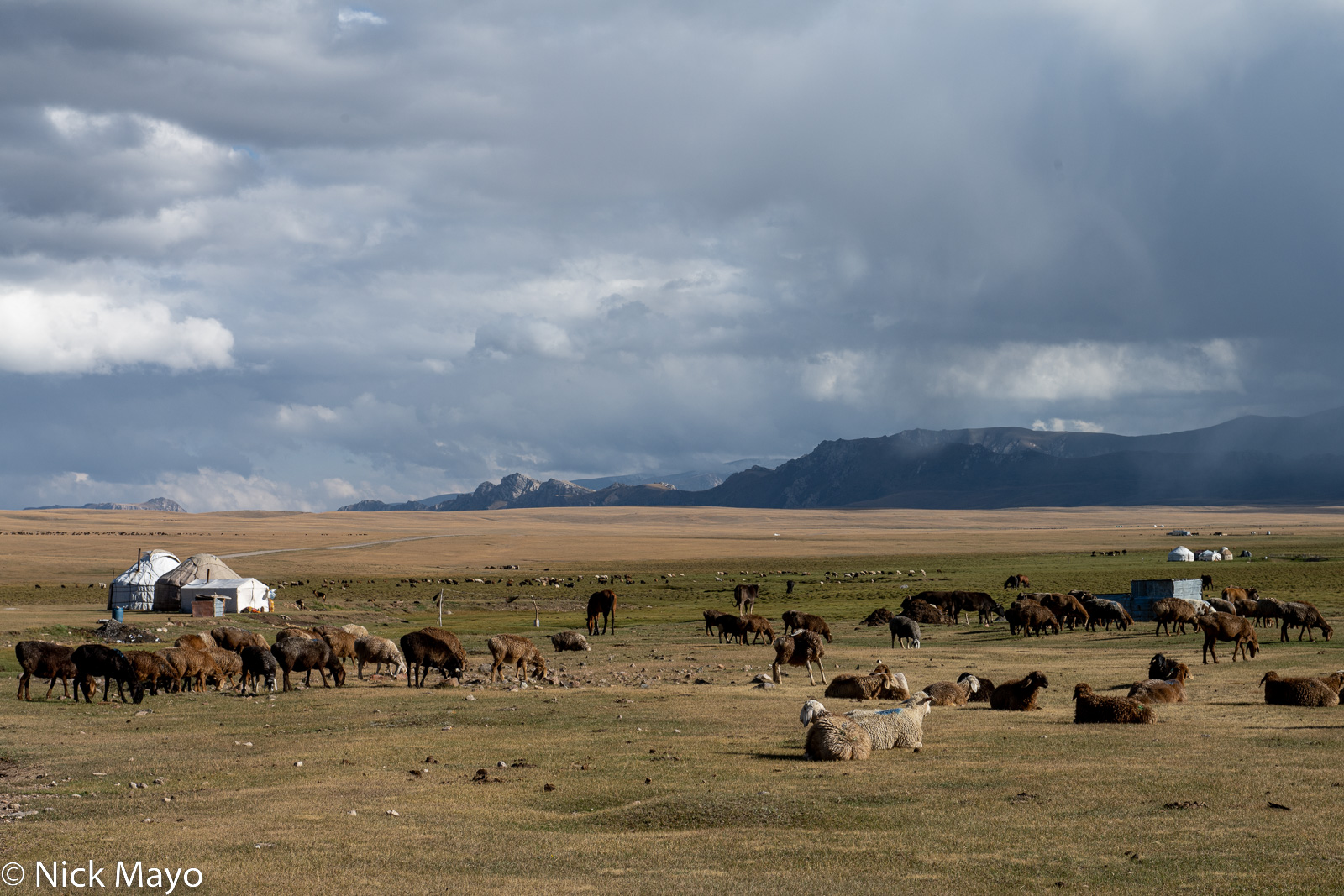 Sheep and horses grazing near yurts pitched on the grasslands around the lake at Son Kul.