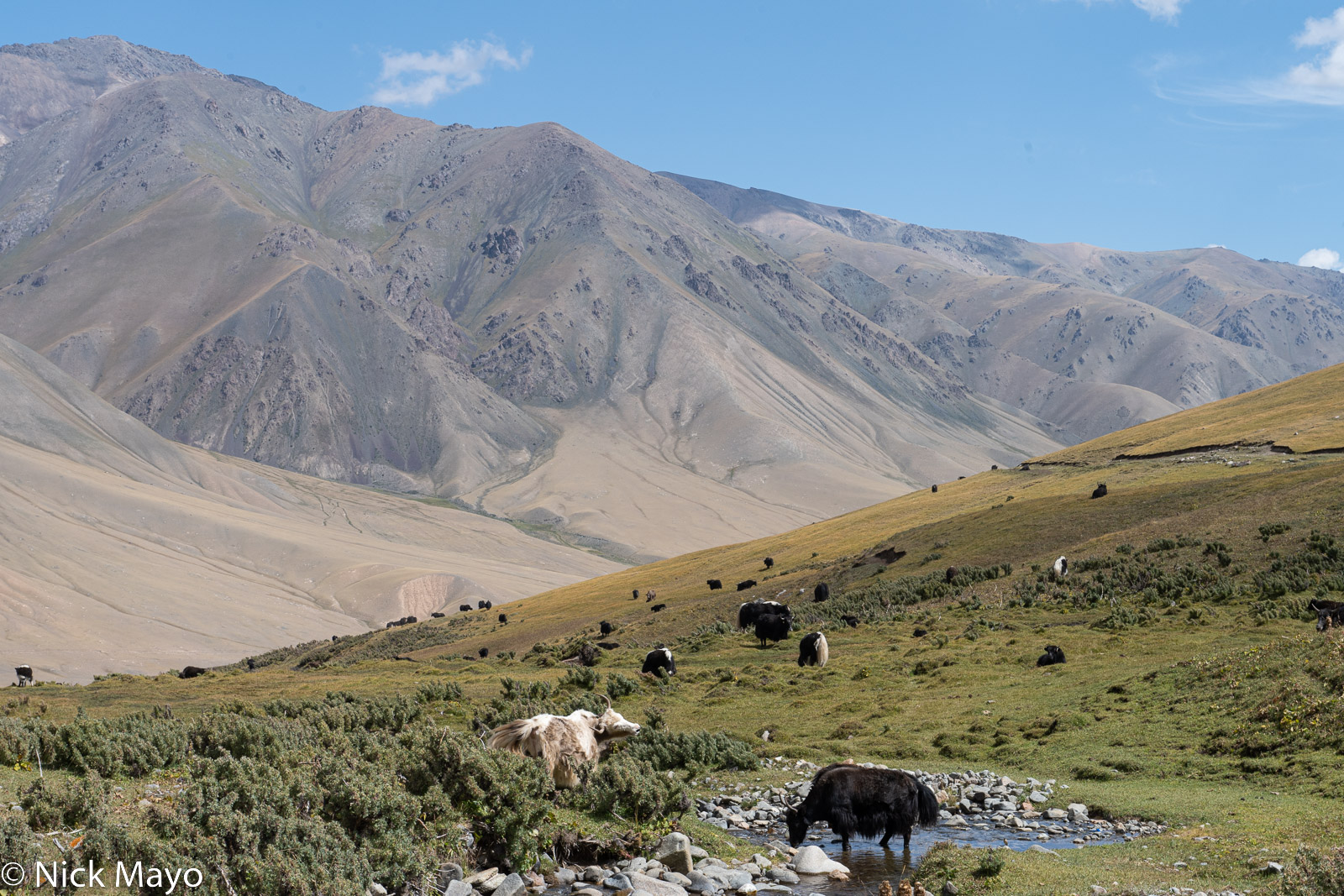 Dzo (yaks interbred with cattle) grazing above Tolok.