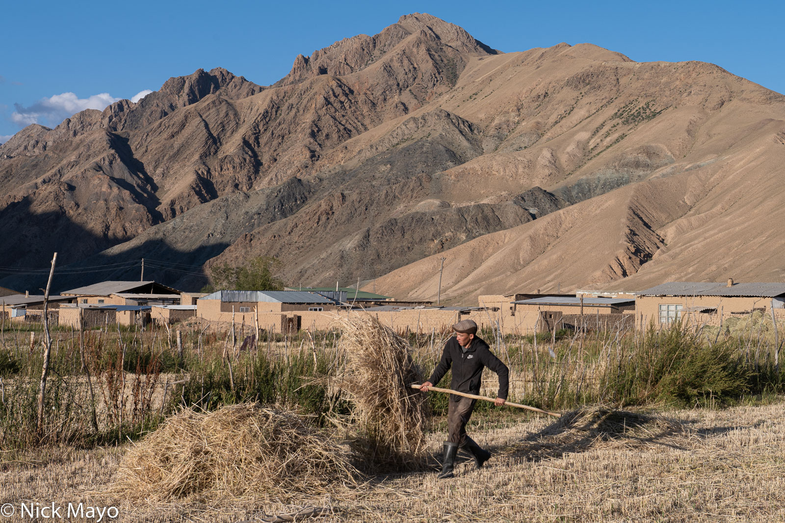 Raked hay being piled by a farmer at Tolok.