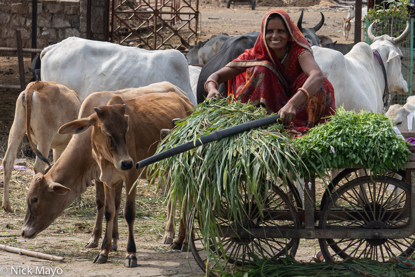 A Jhalrapatan street vendor of grass that will be bought as fodder for cows.