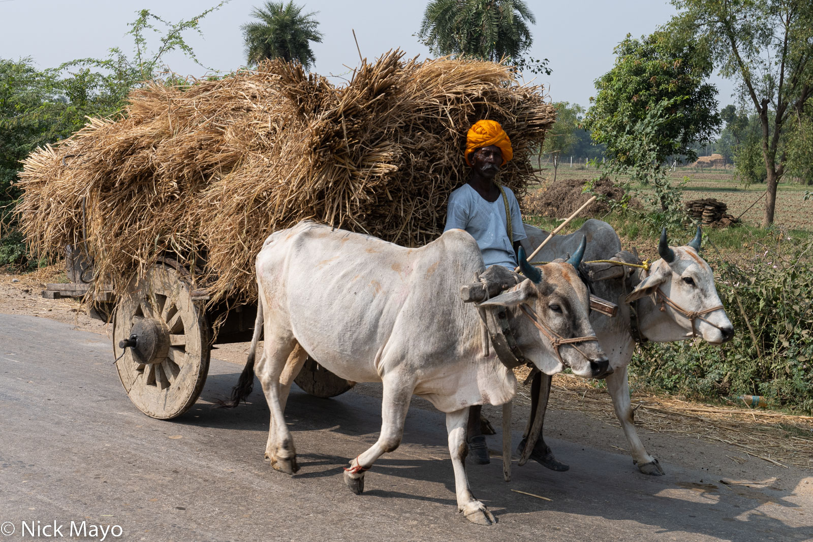 A bullock cart carrying a load of rice straw near the village of Dablanna.