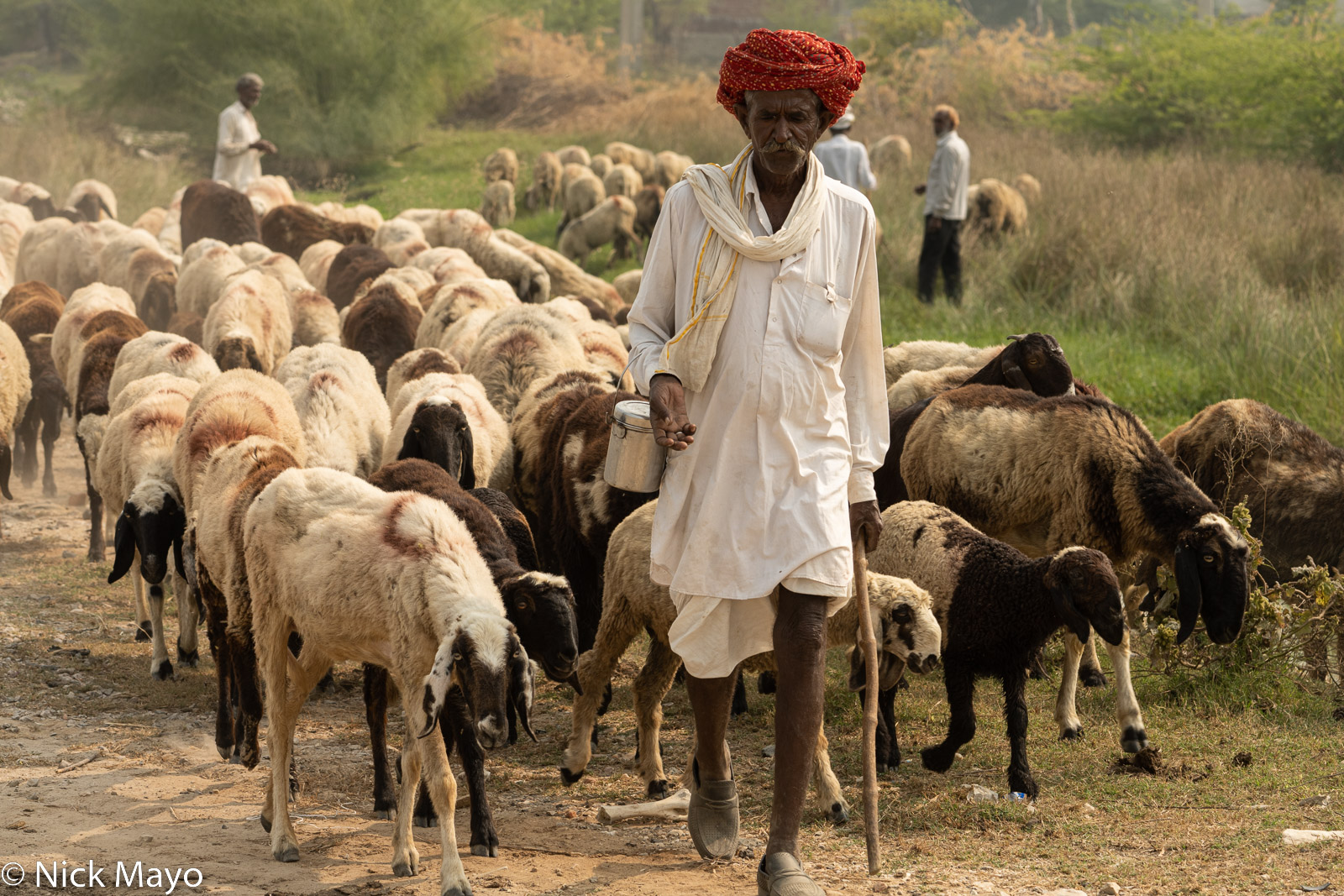 An itinerant Rabari shepherd herding his sheep near the village of Tikar.