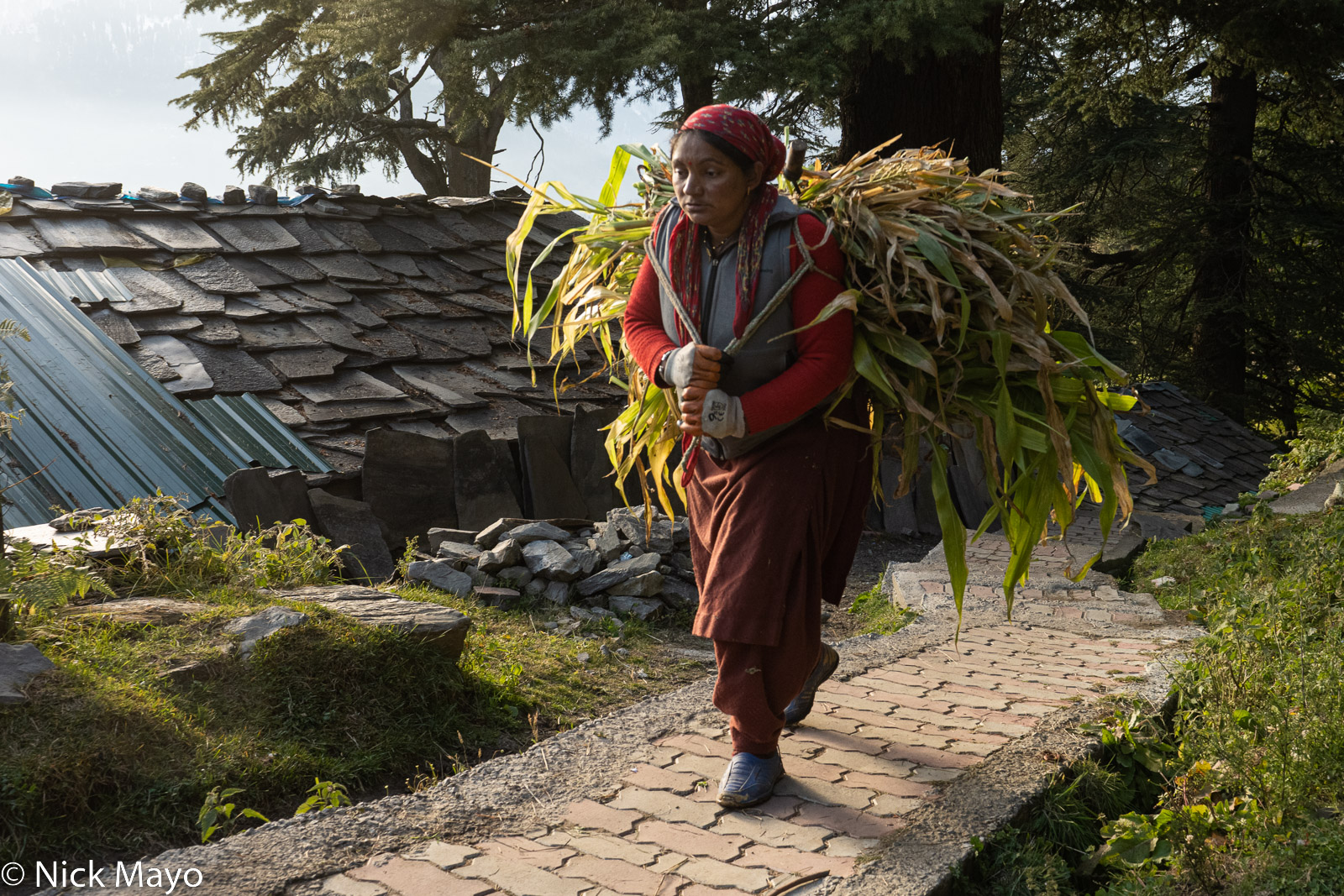 A Jana woman returning home with freshly cut grass to be used as fodder.