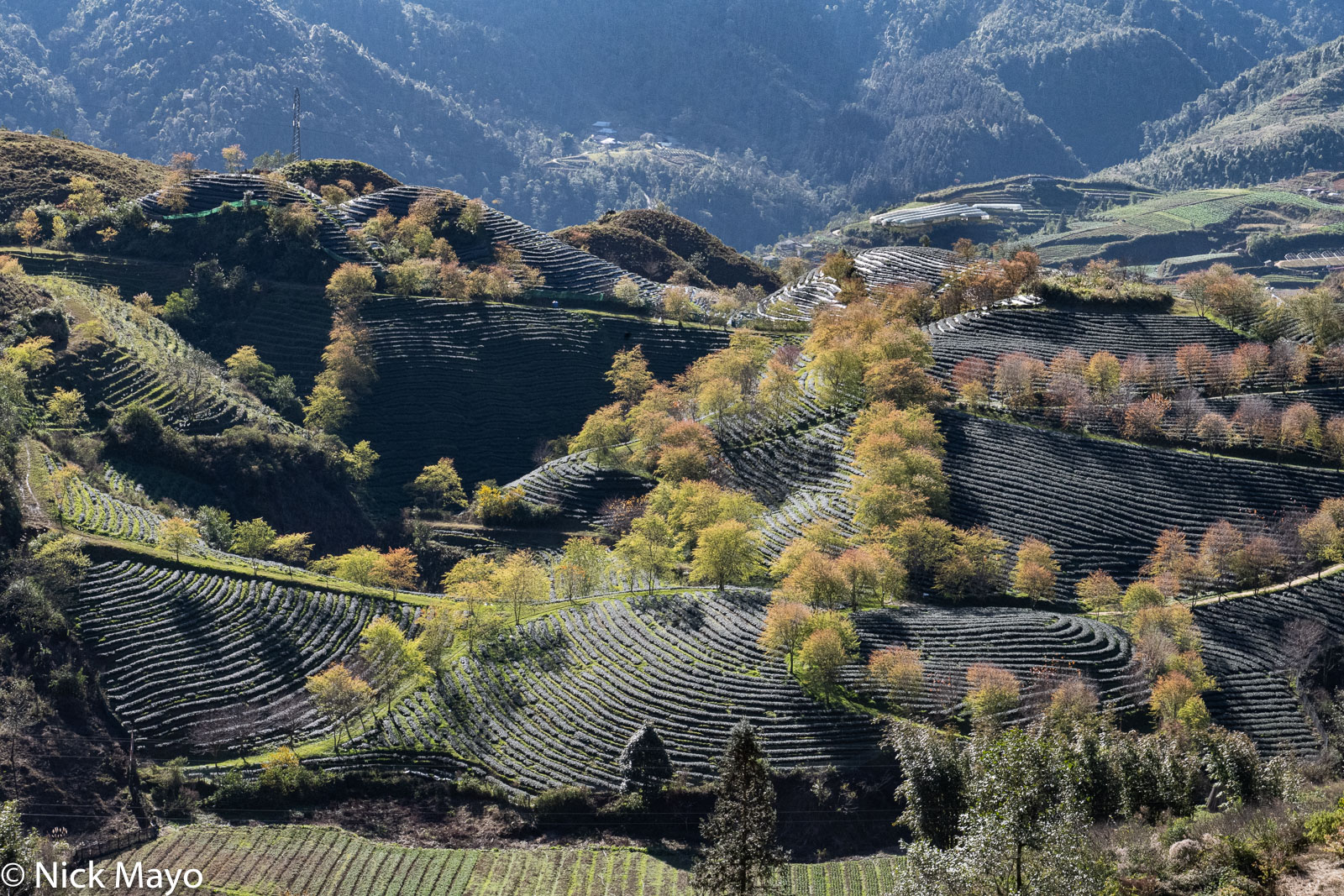 Tea fields outside Sapa.