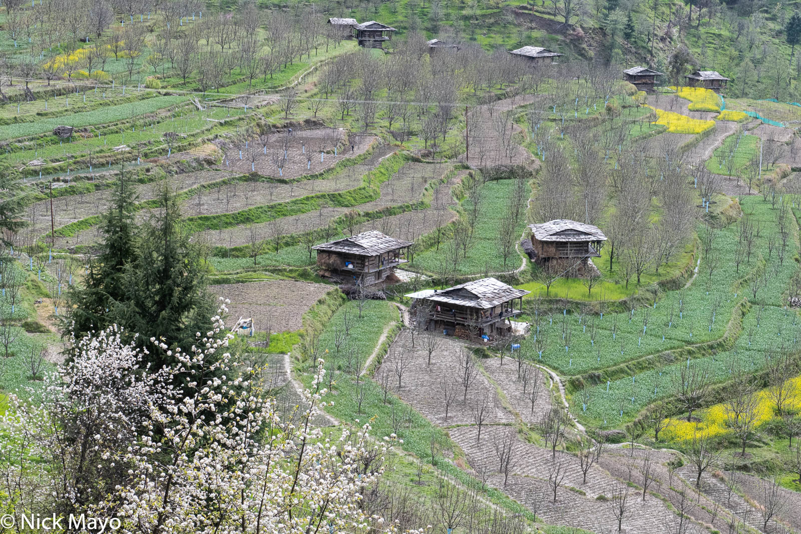 Slate roofed houses In the orchards surrounding the Kulu village of Nashala.