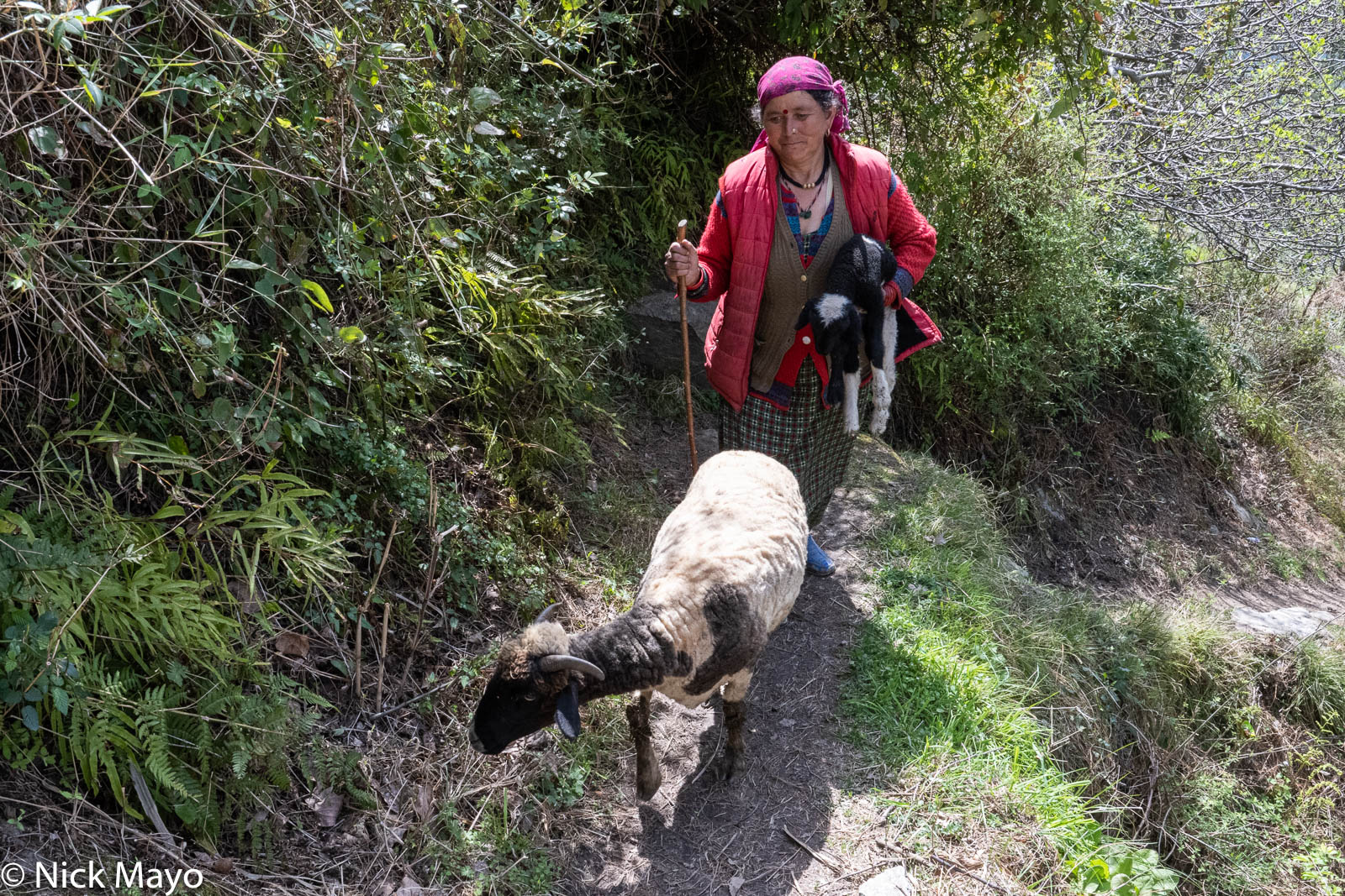 A Kulu woman carrying a baby lamb near the village of Rahgi.