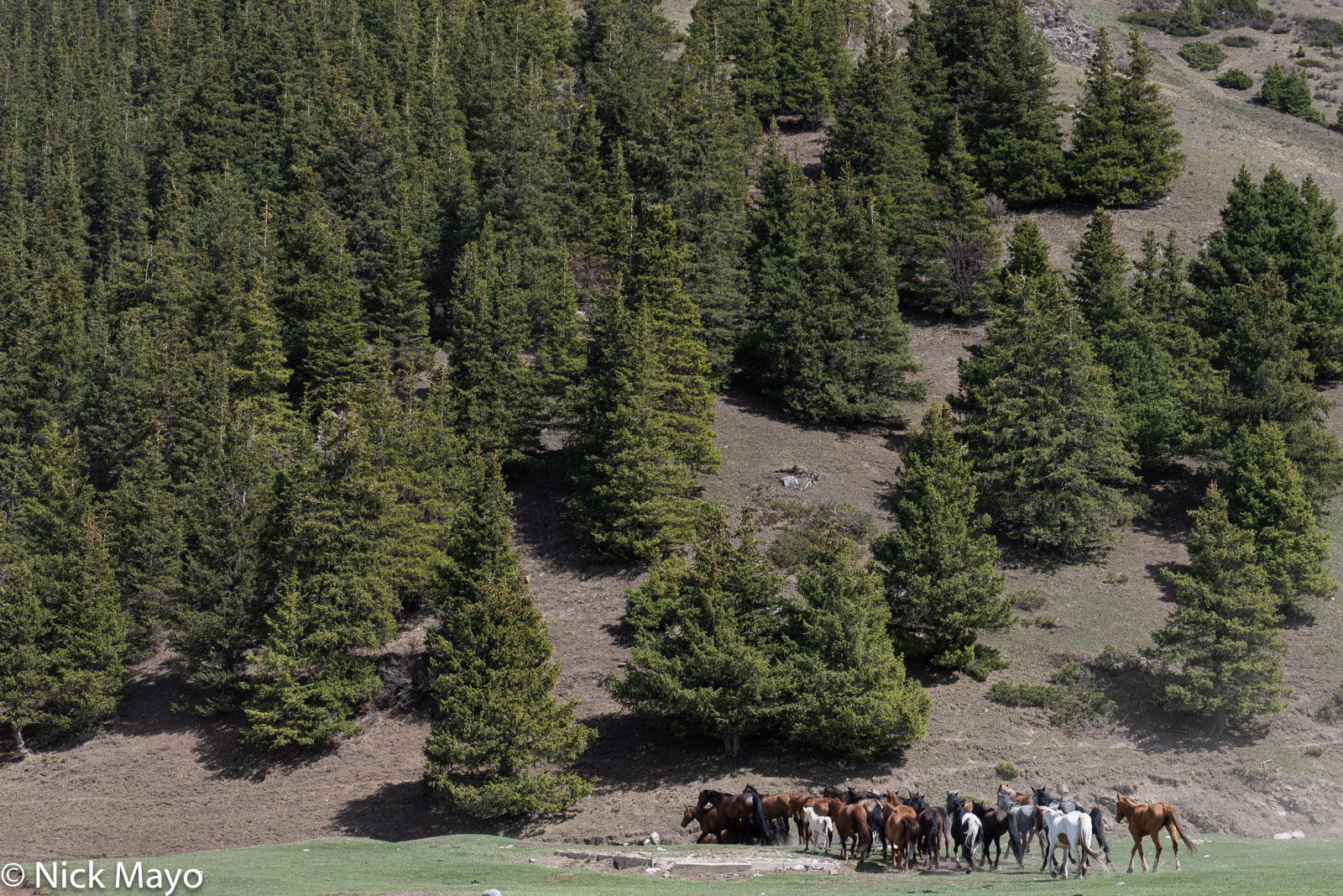 A horse herd at Bosogo in the Tien Shan mountains.