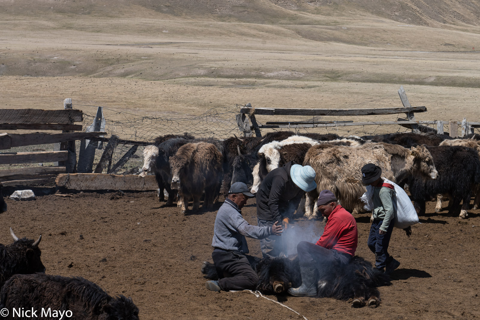 Branding a yak in the Ak Say valley of the Tien Shan mountains.