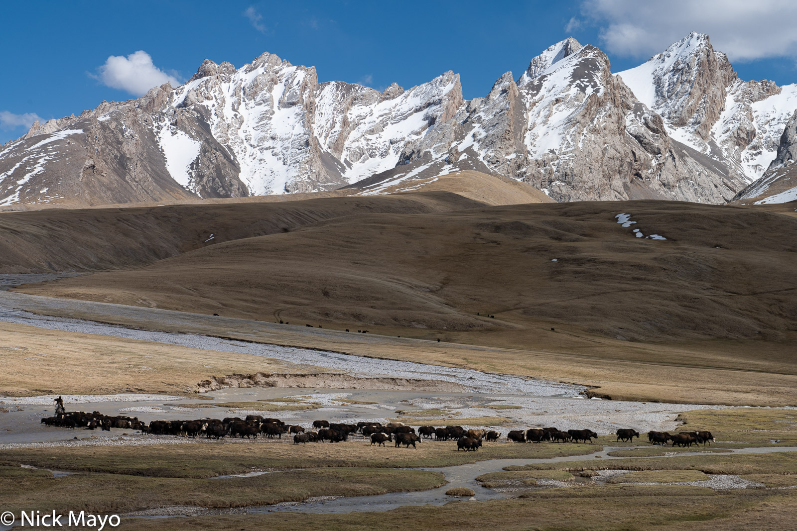A herder on horseback driving his yaks across the Kurumduk river in the Ak Say valley of the Tien Shan mountains.