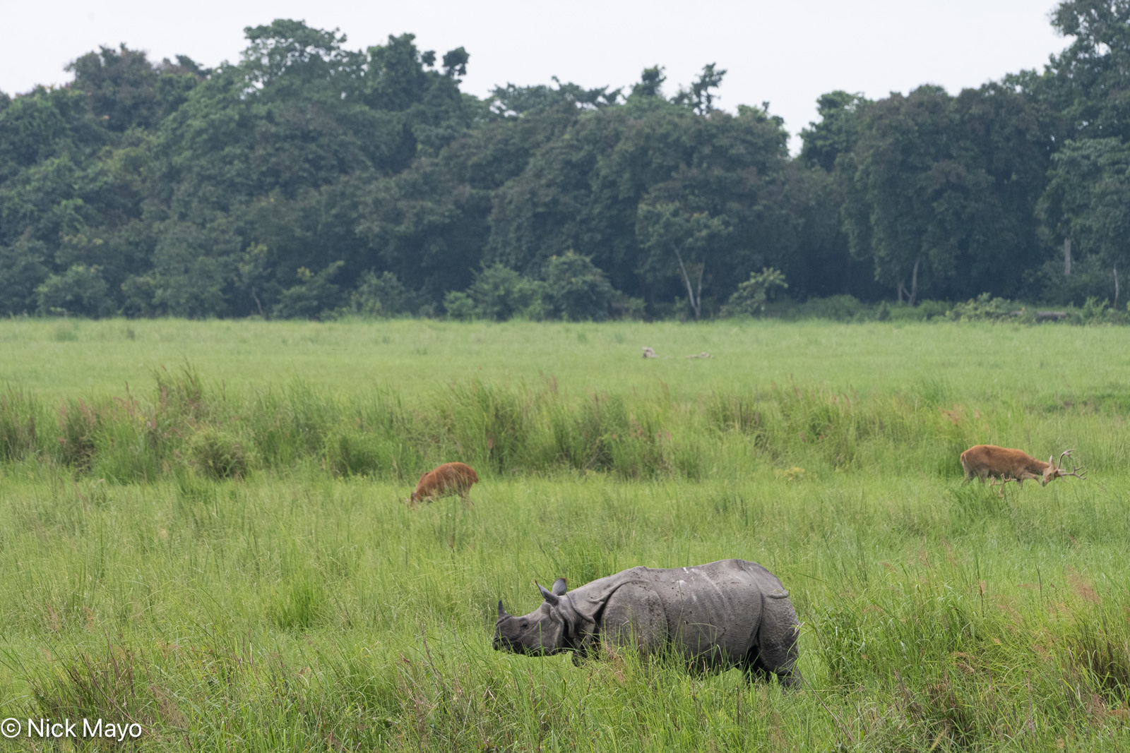 A rhino and deer at Kaziranga.
