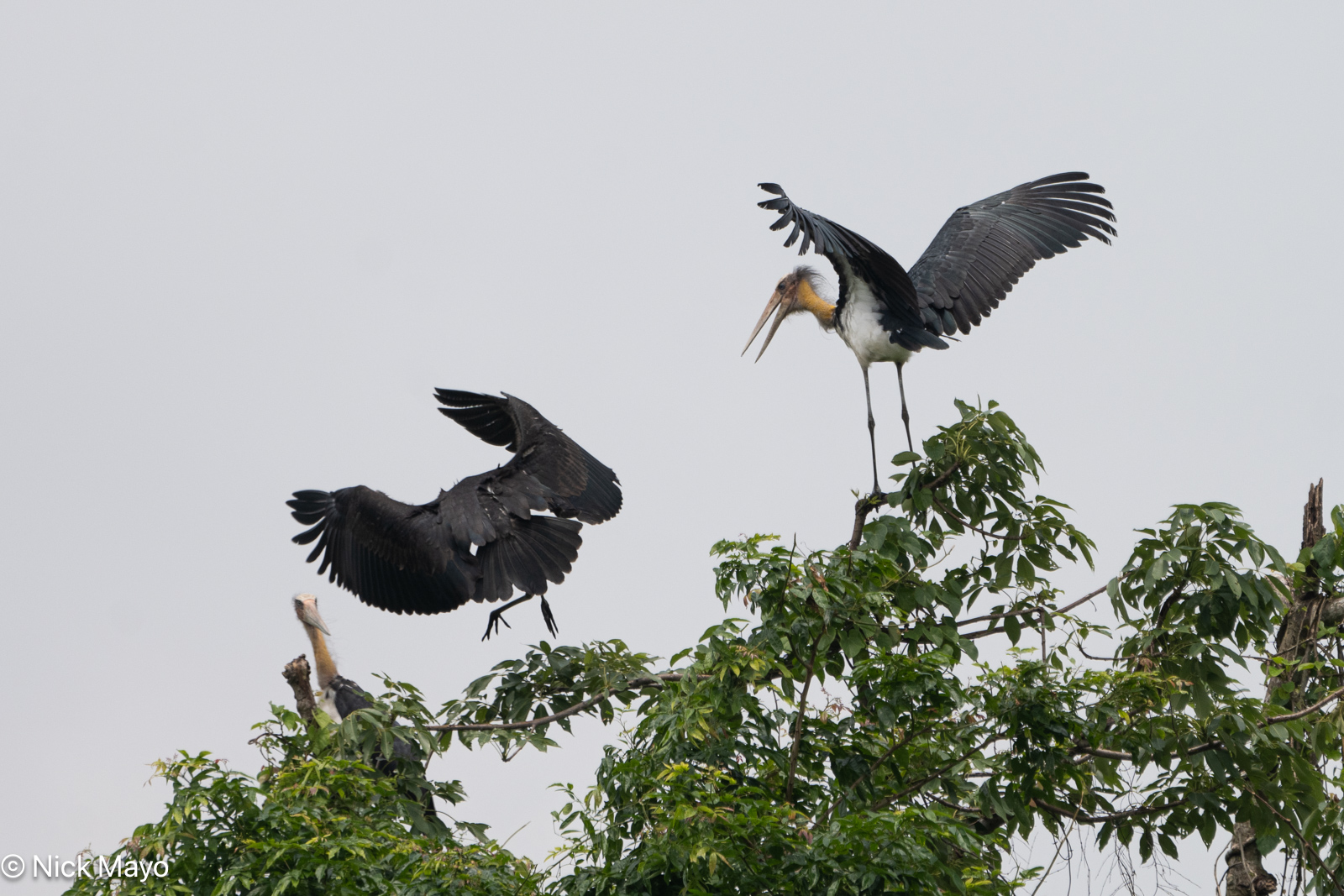 Storks attending their nest at Nagaon.